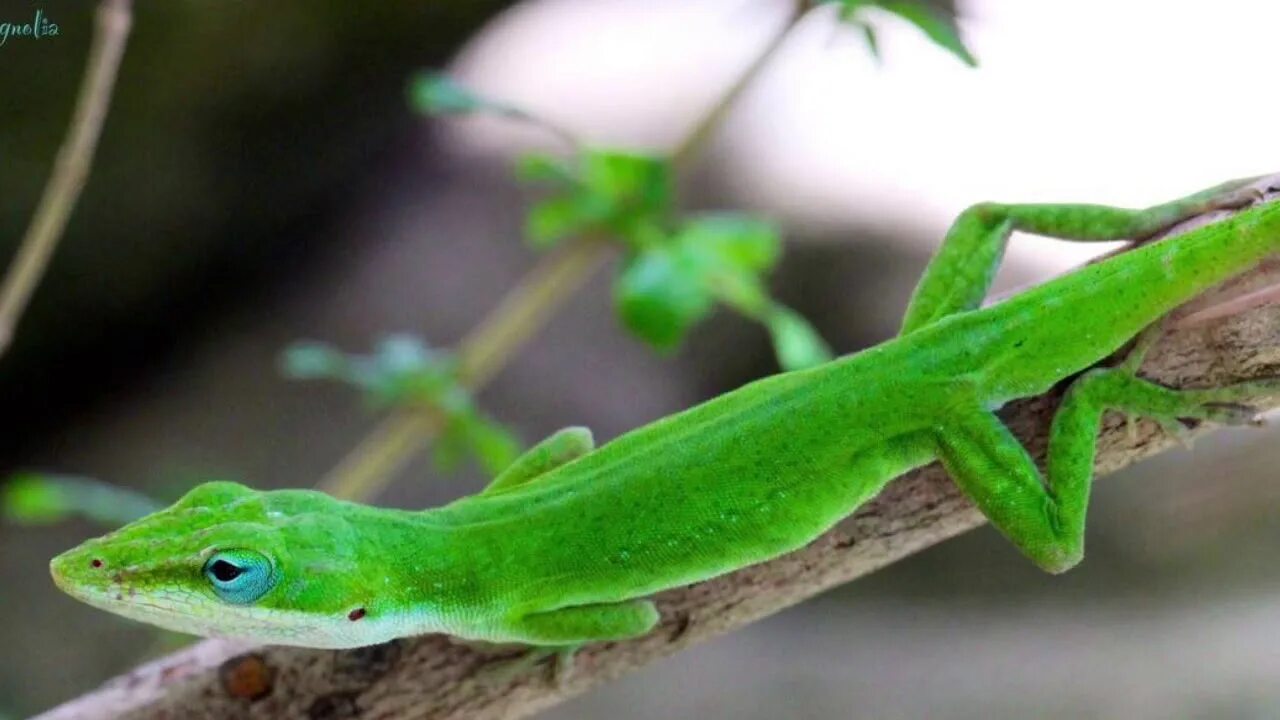 Green lizard ул ленина 5 фото My Movie - YouTube