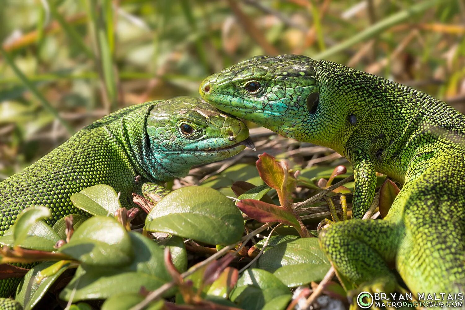 Green lizard ул ленина 5 фото Green Lizard Pair