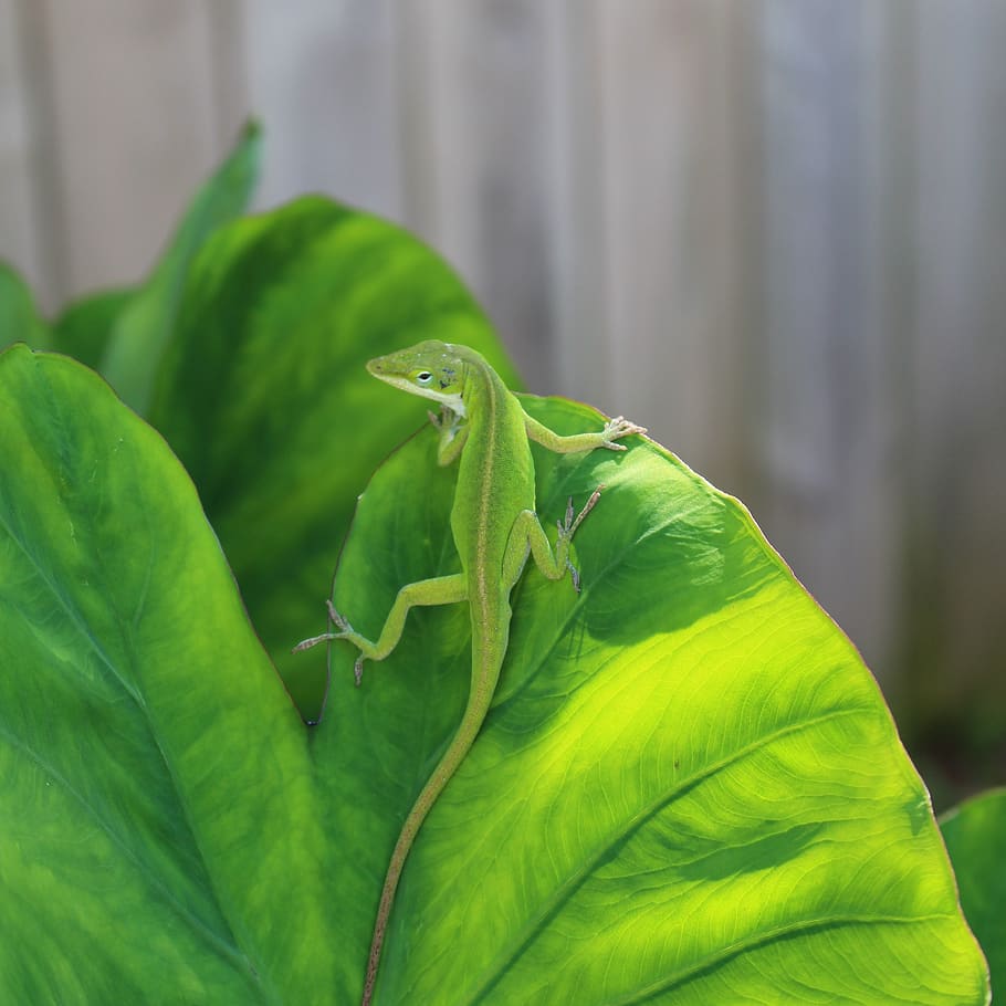 Green lizard ул ленина 5 фото 1242x2688px бесплатная загрузка листья, сады, зеленый, садовая ящерица, ящериц, 