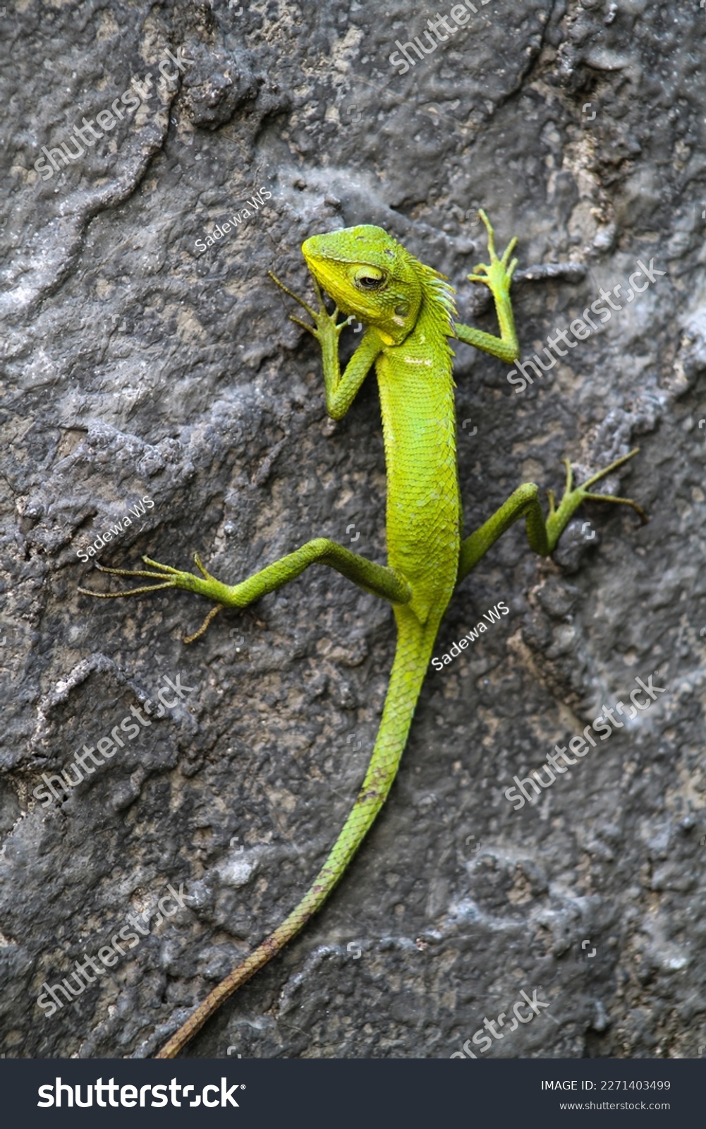 Green lizard ул ленина 5 фото 136,307 Green Color Lizard Images, Stock Photos & Vectors Shutterstock