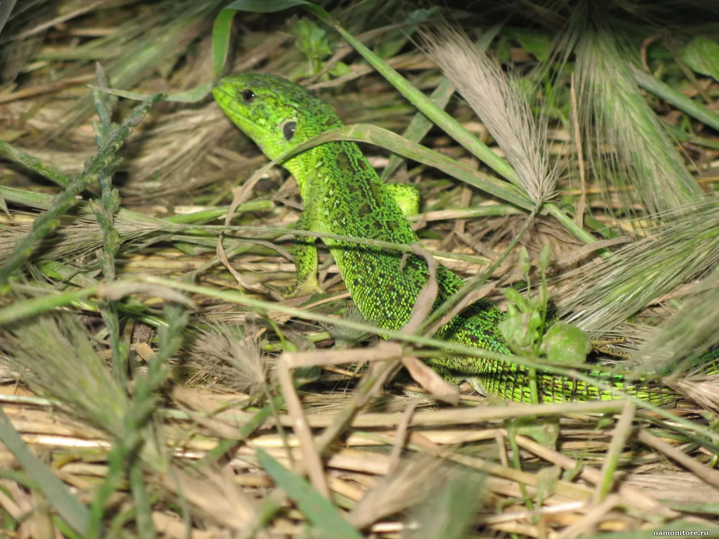 Green lizard ул ленина 5 фото Jashcherka, green, lizards x - Wallpapers, photografies, photo-wallpapers. Best 