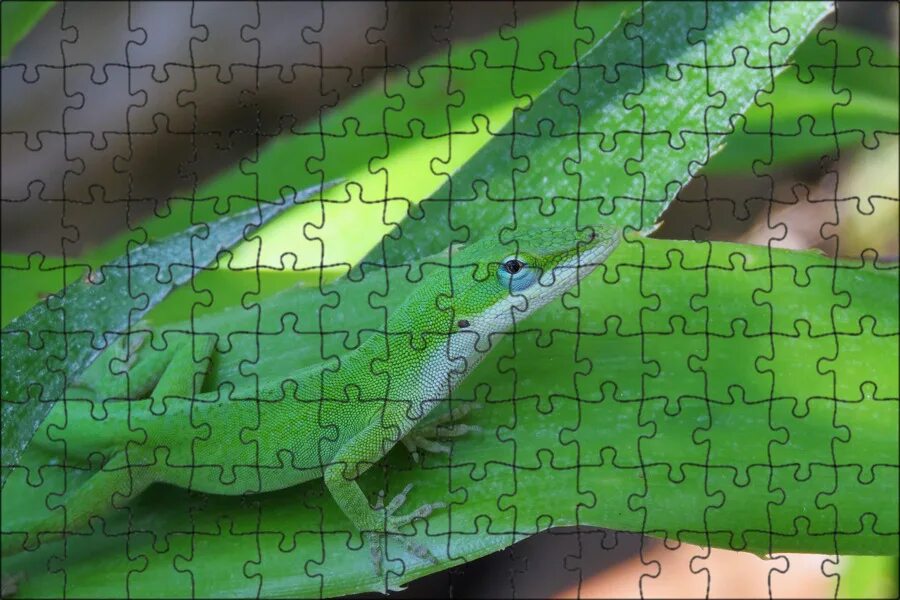 Green lizard ул ленина 5 фото Магнитный пазл 27x18см."Рептилия, ящерица, зеленый и белый" на холодильник - куп