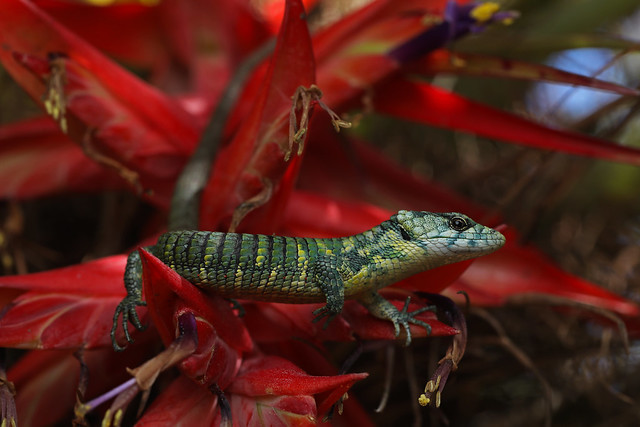 Green lizard ул ленина 5 фото Macro Photography Unlimited Flickr