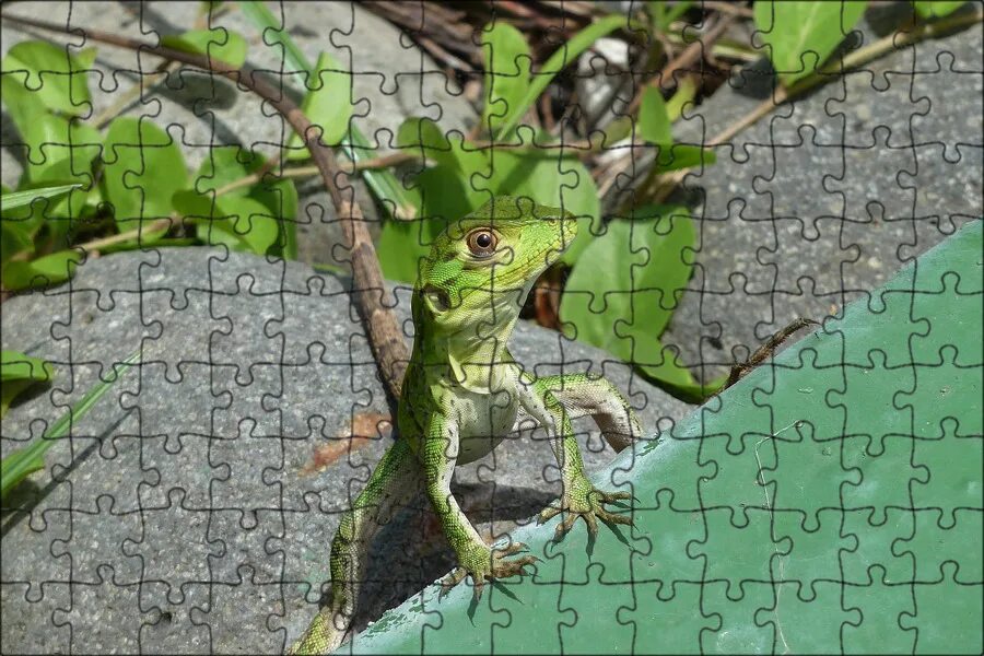 Green lizard ул ленина 5 фото Магнитный пазл 27x18см."Ящерица, летом, животное" на холодильник - купить с дост