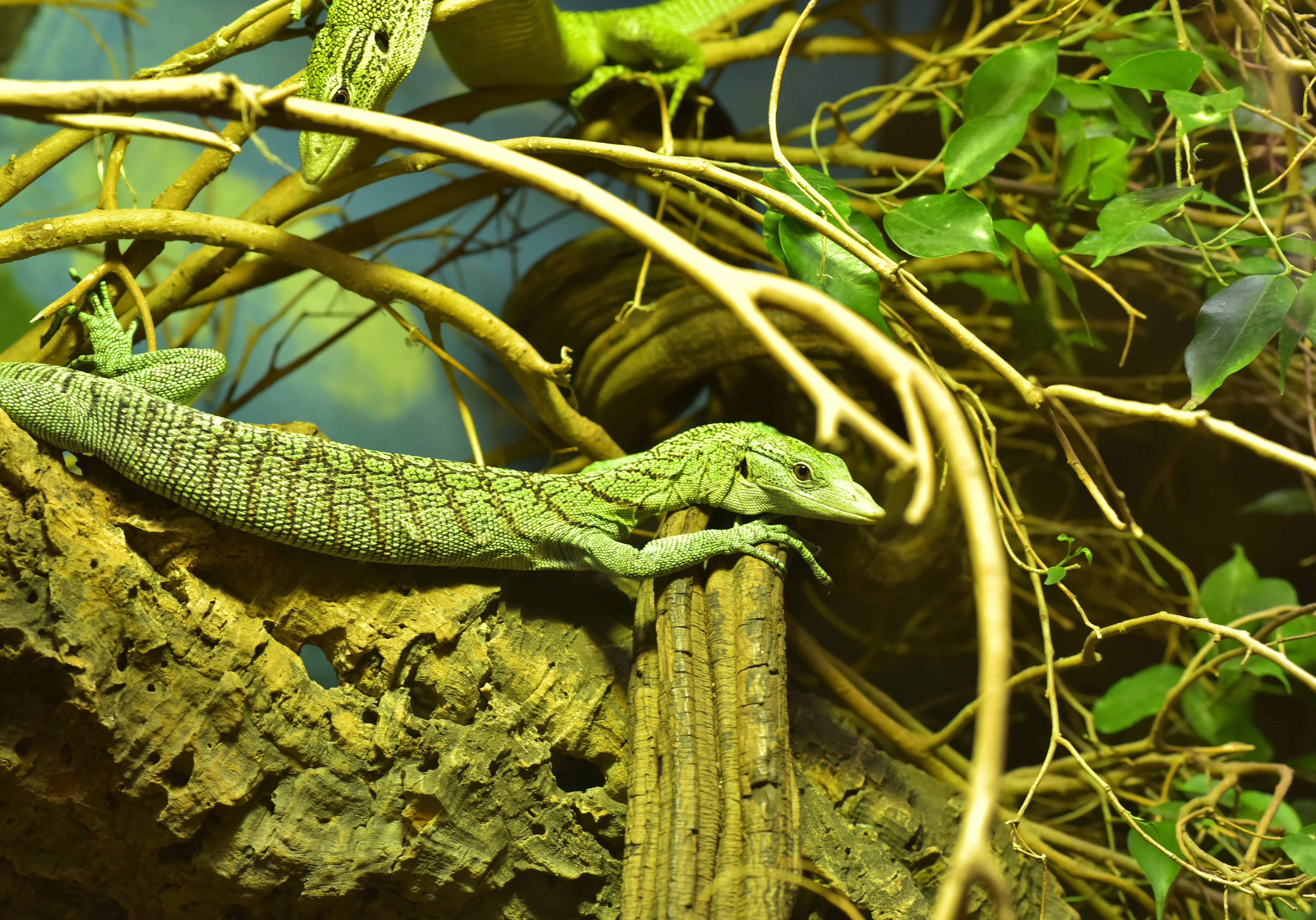 Green lizard ул ленина 5 фото Free Images : tree, nature, branch, leaf, flower, wildlife, zoo, green, jungle, 