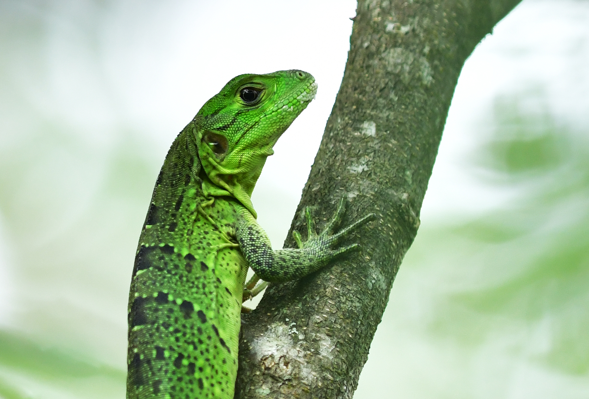 Green lizard ул ленина 5 фото File:27780- bright green lizard.jpg - Wikimedia Commons