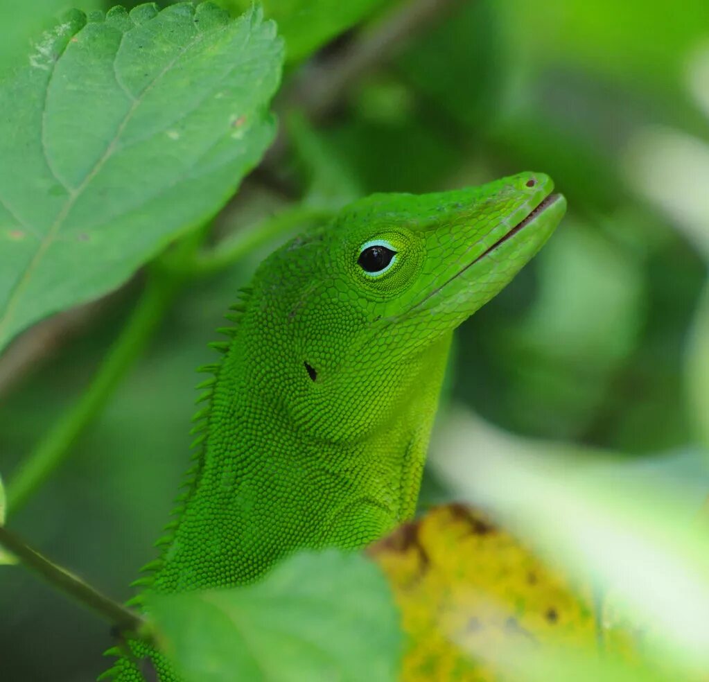 Green lizard ул ленина 5 фото Green Lizard This is the huge green lizard, anolis garmani. Flickr
