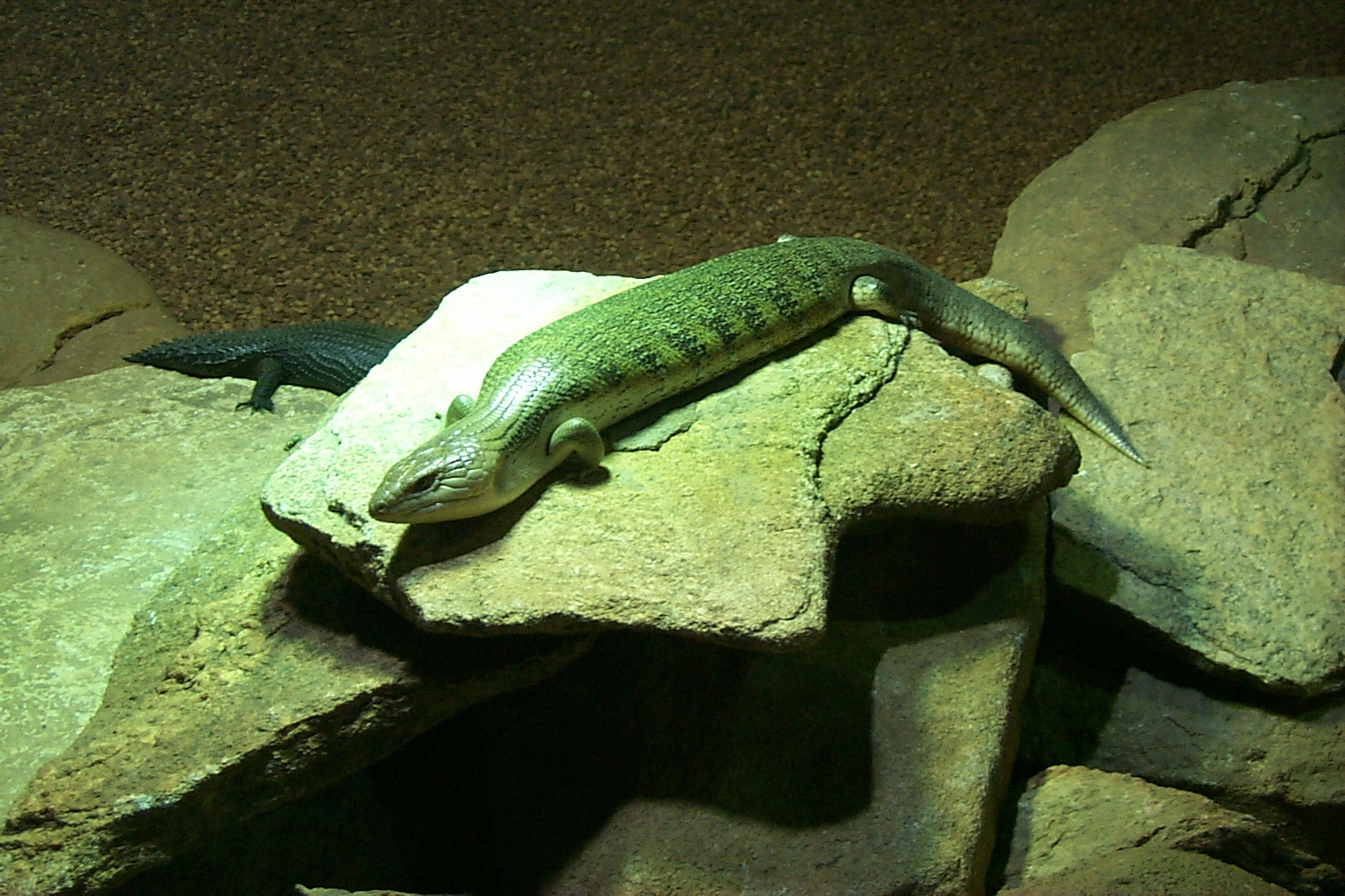 Green lizard ул ленина 5 фото File:Green lizard on rock.jpg - Wikimedia Commons