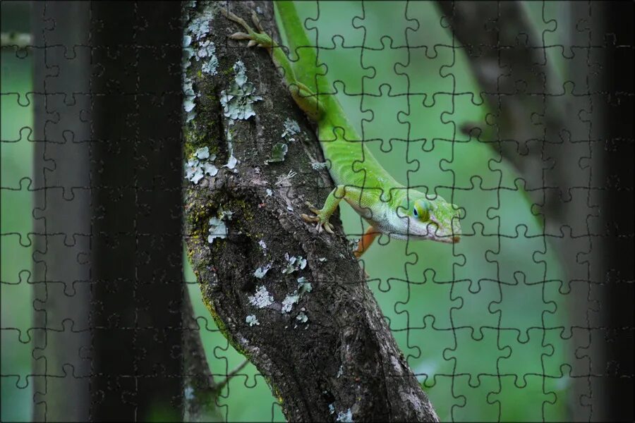 Green lizard ул ленина 5 фото Магнитный пазл 27x18см."Ящерица, рептилия, животное" на холодильник - купить с д