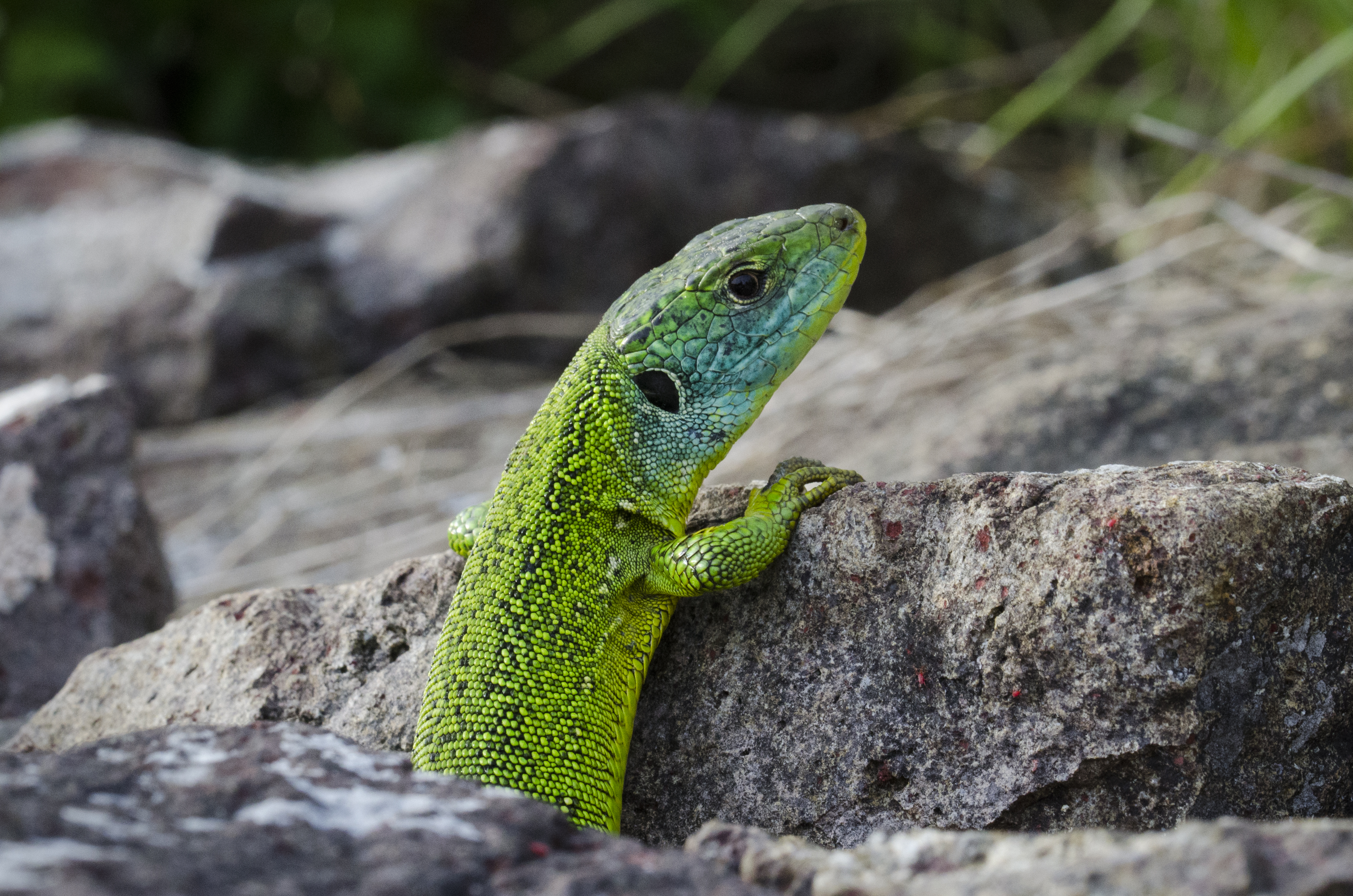 Green lizard ул ленина 5 фото File:Western green lizard Germany Limberg 1.jpg - Wikimedia Commons