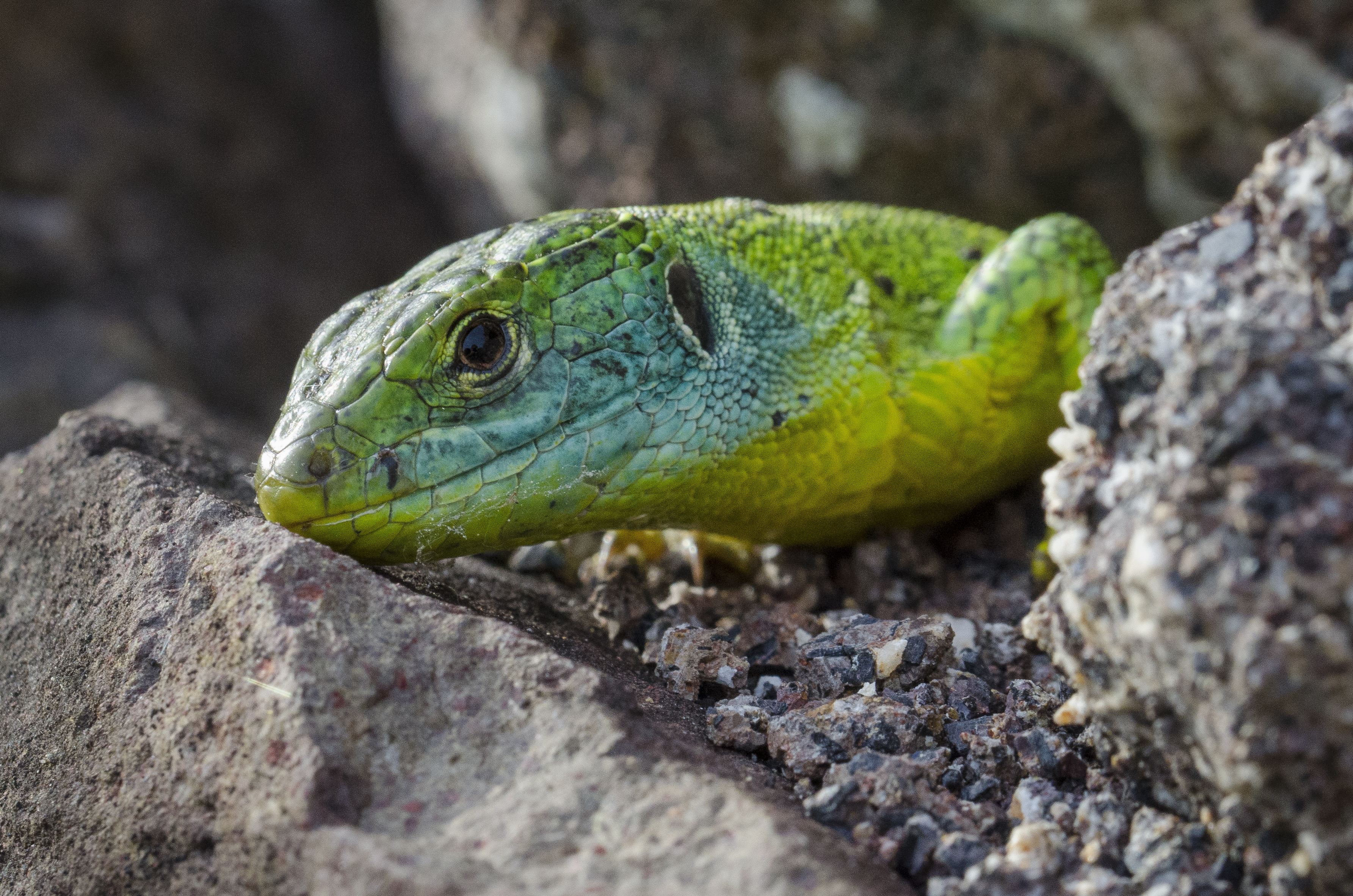 Green lizard ул ленина 5 фото File:Western green lizard Germany Limberg 2.jpg - Wikimedia Commons