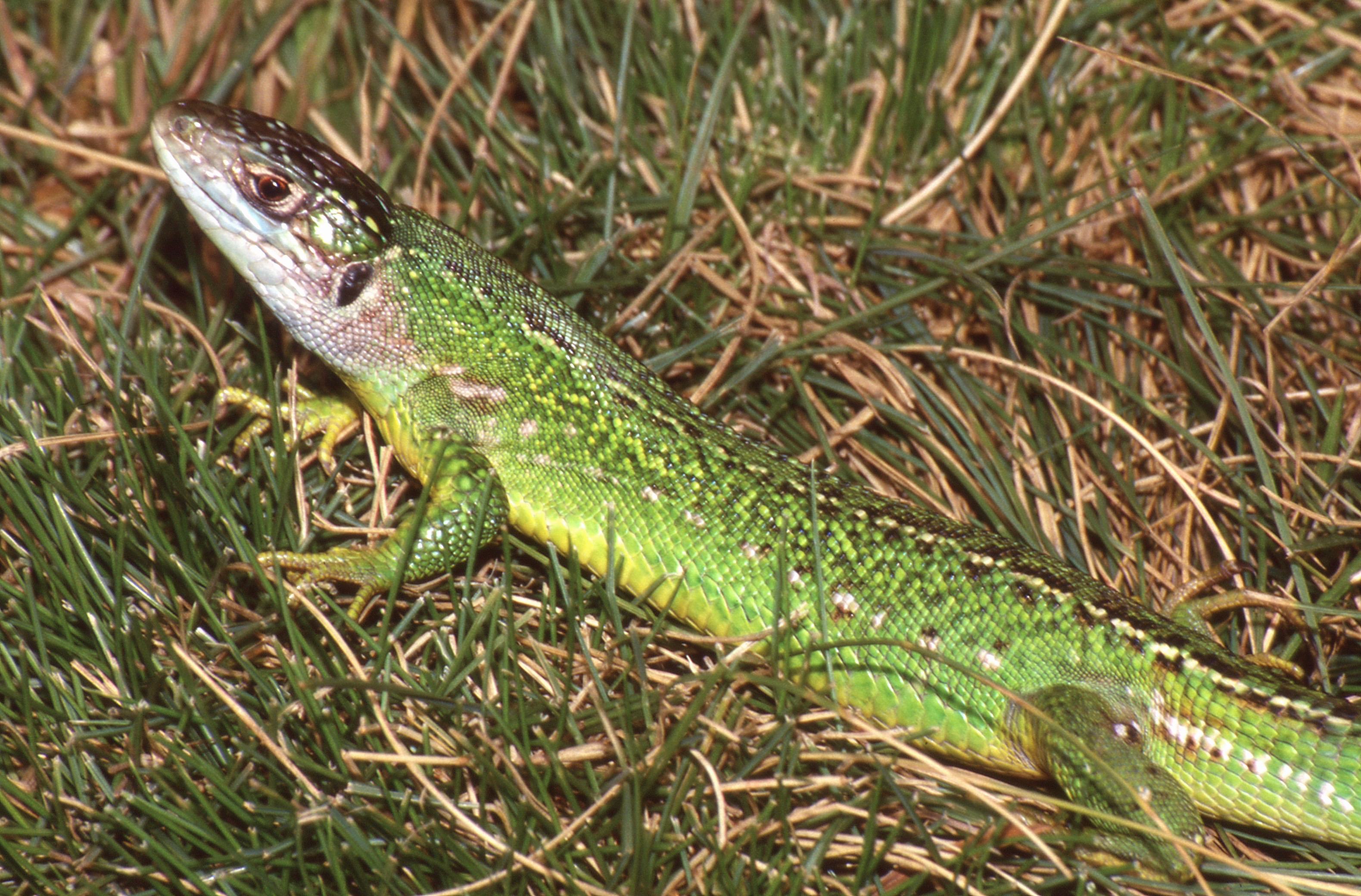 Green lizard ул ленина 5 фото File:Western Green Lizard (Lacerta bilineata) (29921963147).jpg - Wikimedia Comm