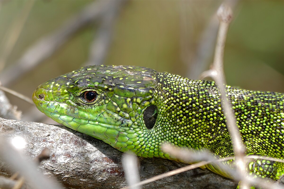Green lizard ул ленина 5 фото File:Western Green Lizard (Lacerta bilineata) - Flickr - berniedup.jpg - Wikimed