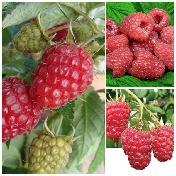 Green malina пролетарская ул 15 киров фото Клубни Малина МастерСад купить по выгодной цене в интернет-магазине OZON (155097