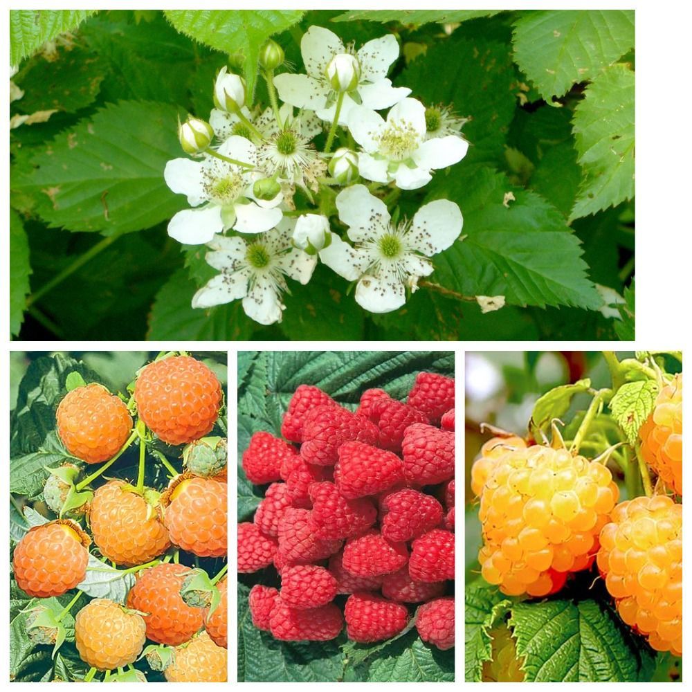 Green malina пролетарская ул 15 киров фото Комплект саженцев малины Грация;3шт - купить с доставкой по выгодным ценам в инт