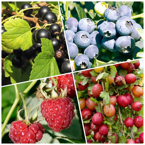 Green malina пролетарская ул 15 киров фото Комплект саженцев (малина, голубика, крыжовник, смородина) Розовая симфония 4 шт