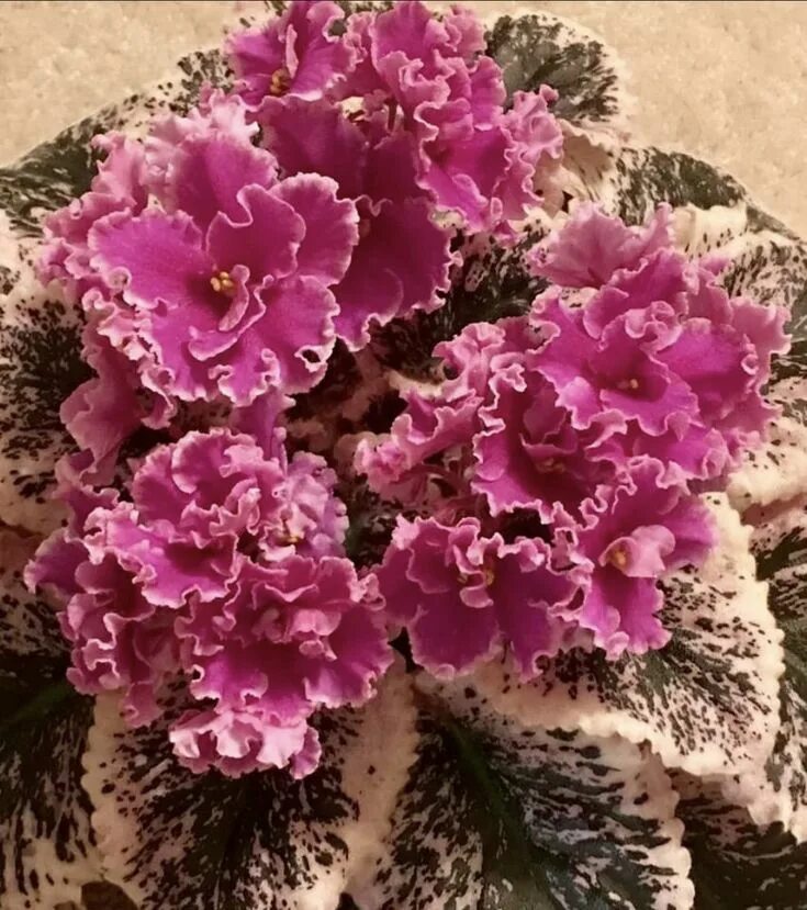 Grog фиалка фото Plants & Seedlings for sale eBay African violets plants, African violets, Violet