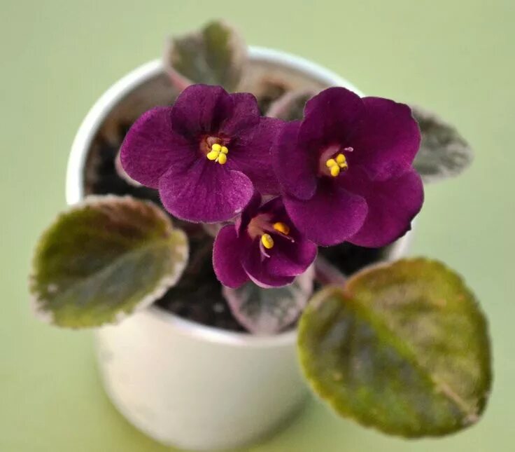 Grog фиалка фото Pin on African Violets