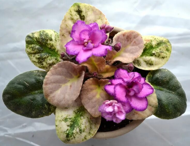 Grog фиалка фото Berry Splash Standard Compact African Violet Plant Grün