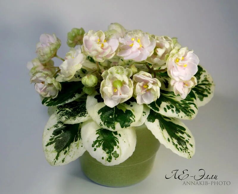 Grog фиалка фото Ле элли фиалка Фитостудия-63.ру