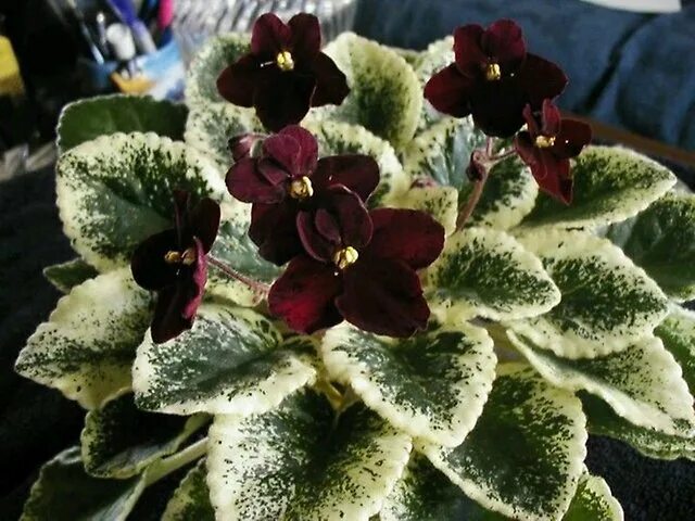 Grog фиалка фото Mac's Rouge Rogue Детки фиалок мини и полумини. Товары для дома