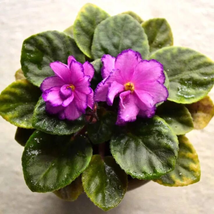 Grog фиалка фото Baby Violets on Instagram: "Rob's Zipper Zapper African Violet Plant" African vi