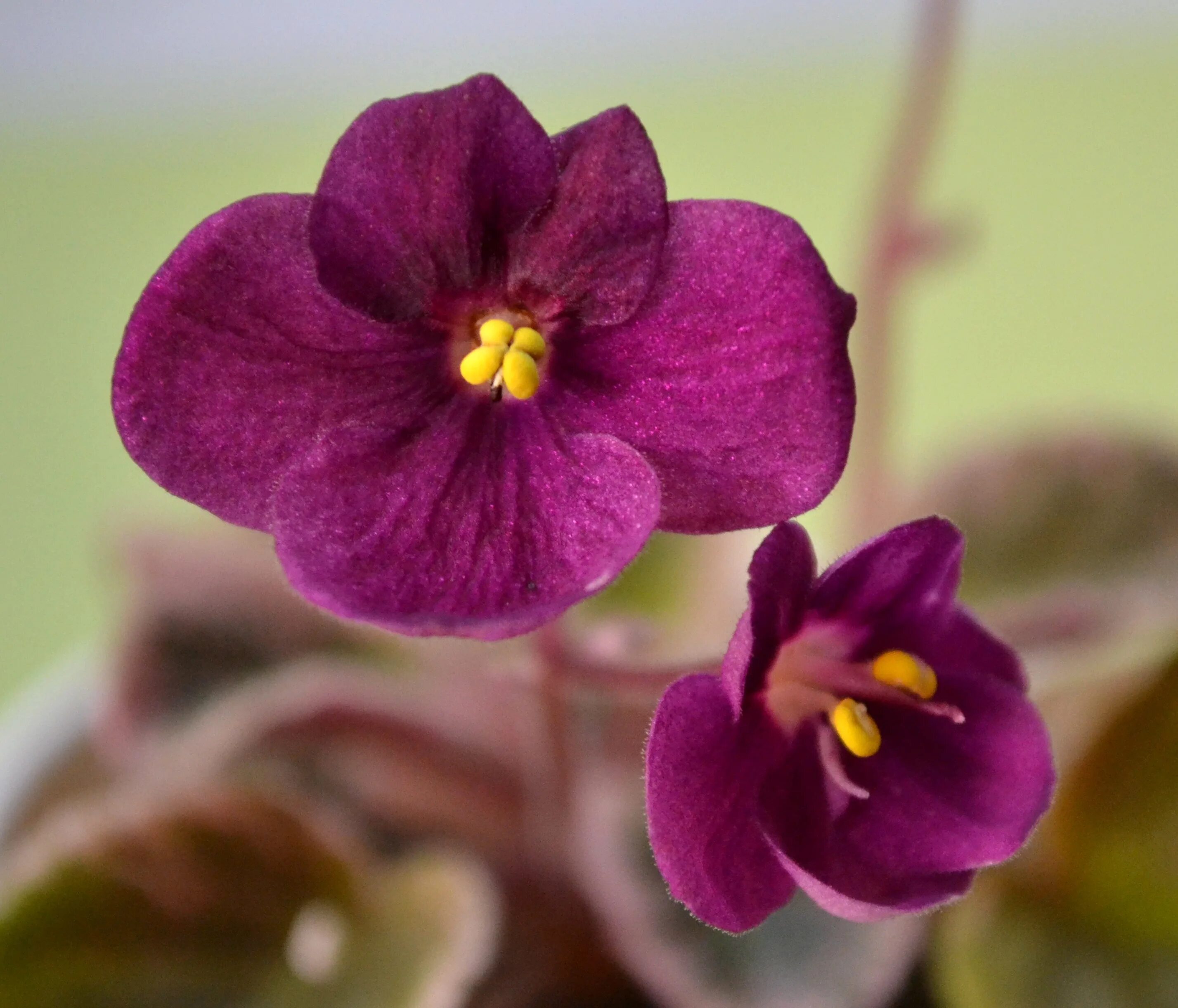 Grog фиалка фото Baby Violets - African Violets Specializing in Flowering African Violet Plants. 