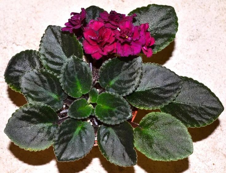Grog фиалка фото How To Groom African Violet Plants? Violet plant, African violets plants, Africa
