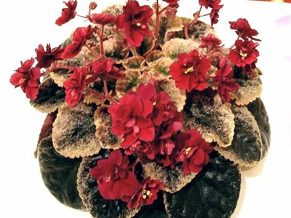 Grog фиалка фото Pin by Sue Coats on Flowerbeds and Gardens Violet plant, African violets plants,