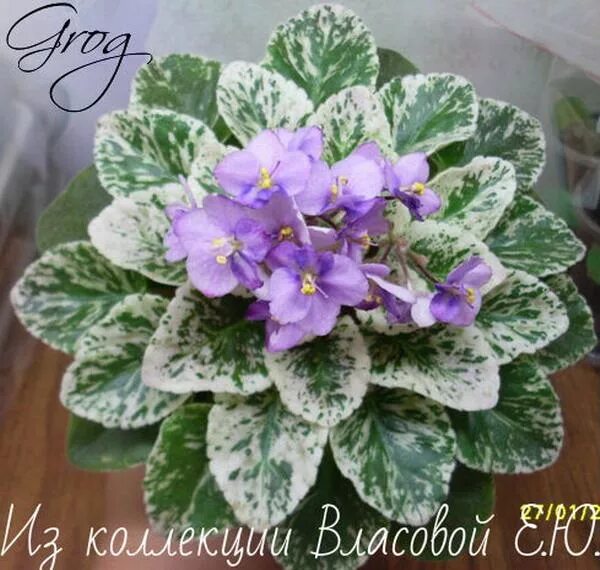 Grog фиалка фото Grog (Pittman)