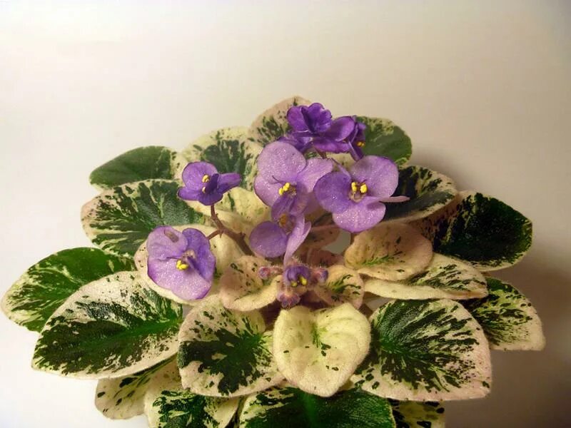 Grog фиалка фото Grog (H.Pittman) * Фиалочный Островок. Форум цветоводов и фиалководов