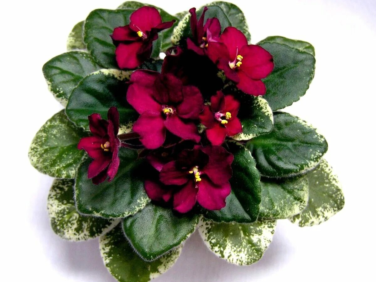 Grog фиалка фото Самые красивые цветущие комнатные растения, от которых все в восторге. Растения 