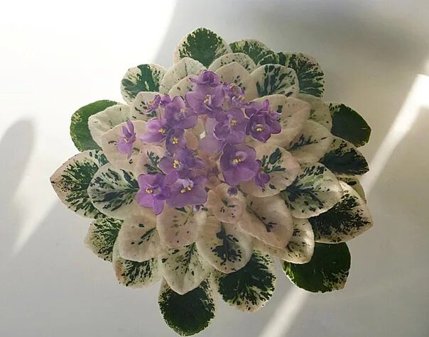 Grog фиалка фото Прелестная фиалка Grog #4СезонаОгородника ❤ ❤ ❤ 2021 Татьяна Ескина ВКонтакте