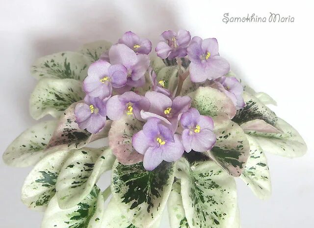 Grog фиалка фото Моя Фиалка :: Просмотр темы - Grog (H.Pittman)