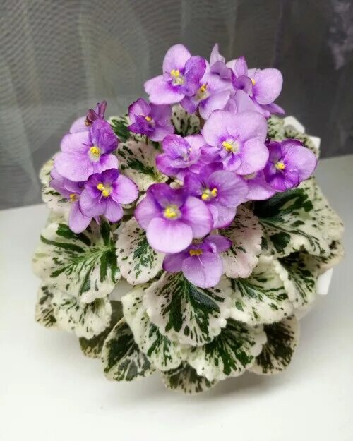 Grog фиалка фото Комнатные растения: Фиалки (сенполии), бегонии, стрептокарпусы, фуксии, кактусы,