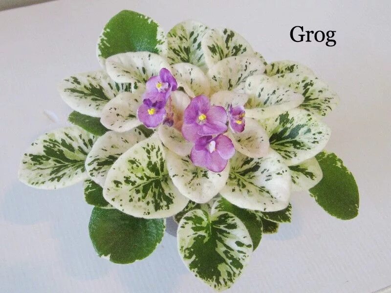 Grog фиалка фото фиалка Grog Floral wreath, Floral, Decor