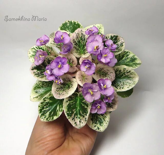 Grog фиалка фото Grog