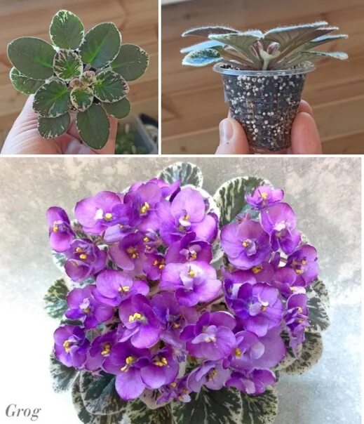 Grog фиалка фото Grog, стартер, 90 руб. 2022 Доска бесплатных объявлений Ижевск ВКонтакте