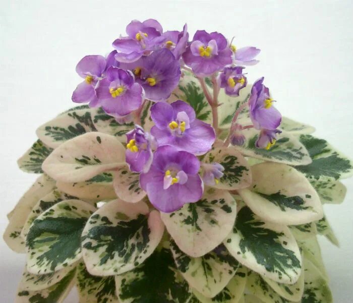 Grog фиалка фото Grog (H.Pittman) Полумахровые сиреневые цветы с темными кончиками лепестков; ярк