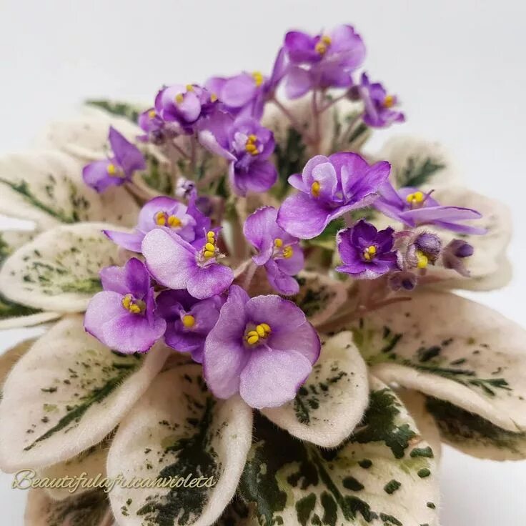 Grog фиалка фото Grog, полумини фиалка, african violet, #фиалка , #сенполия, #africanviolet, #fia