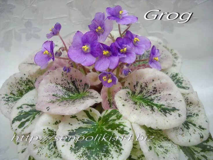 Grog фиалка фото Grog (H.Pittman) Африканская фиалка, Сенполия, Фиалки