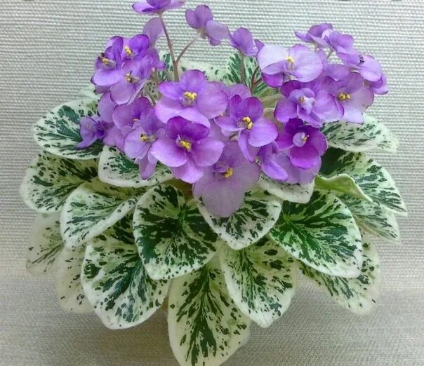 Grog фиалка фото Фиалка Grog полу миниатюра.Продам свежесрезанные листочки, посажены в стаканчик 