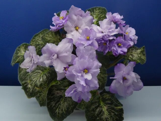 Grog фиалка фото AVSE Forum * View topic - River Falls Twilight (E. Golledge) African violets, Sa