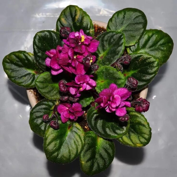 Grog фиалка фото Pin on Instagram African Violets