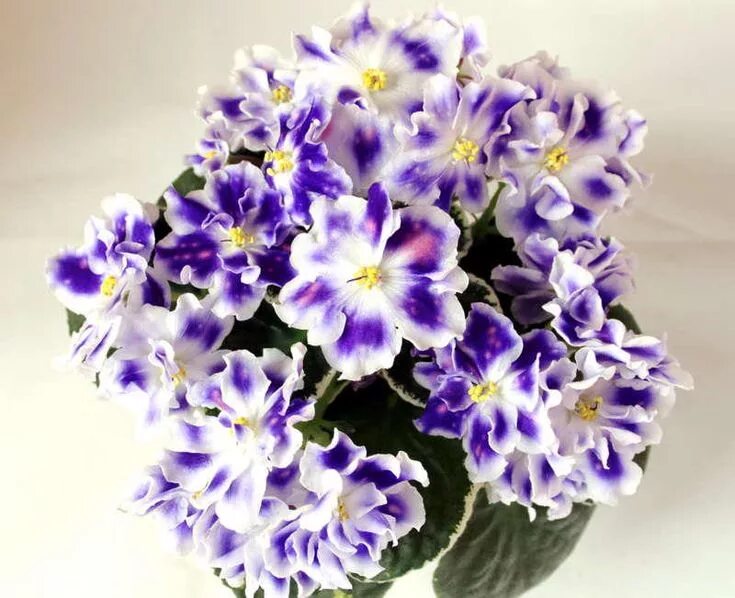 Grog фиалка фото ВаТ Монарх Saintpaulia, African violets, African