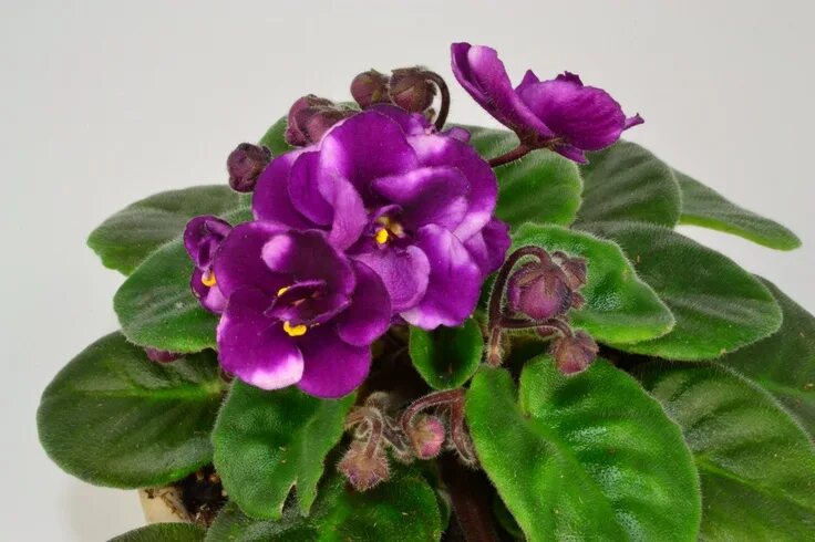 Grog фиалка фото Cherry Princess African Violet Flowers African violets and gesneriads African fl
