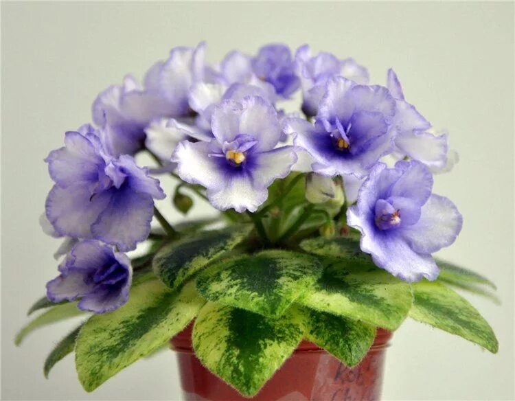 Grog фиалка фото Rob's Chilly Willy African violets plants, Violet plant, African violets