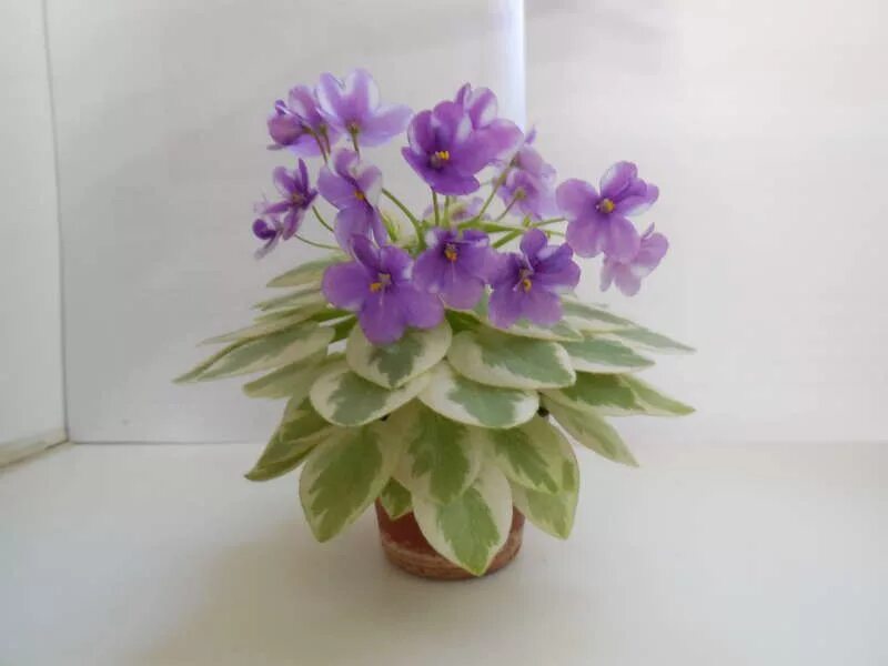 Grog фиалка фото Robs Lucky Number African violets plants, African violets, Violet plant