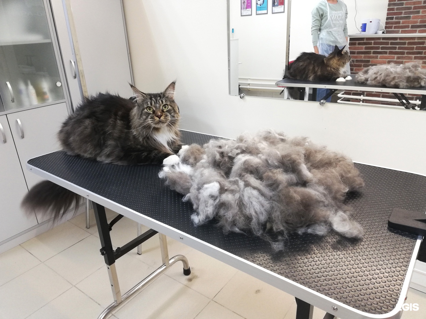 Groom ул калинина 20 фото Chapa-groom, салон груминга, улица Мусы Джалиля, 36 к3, Москва - 2ГИС