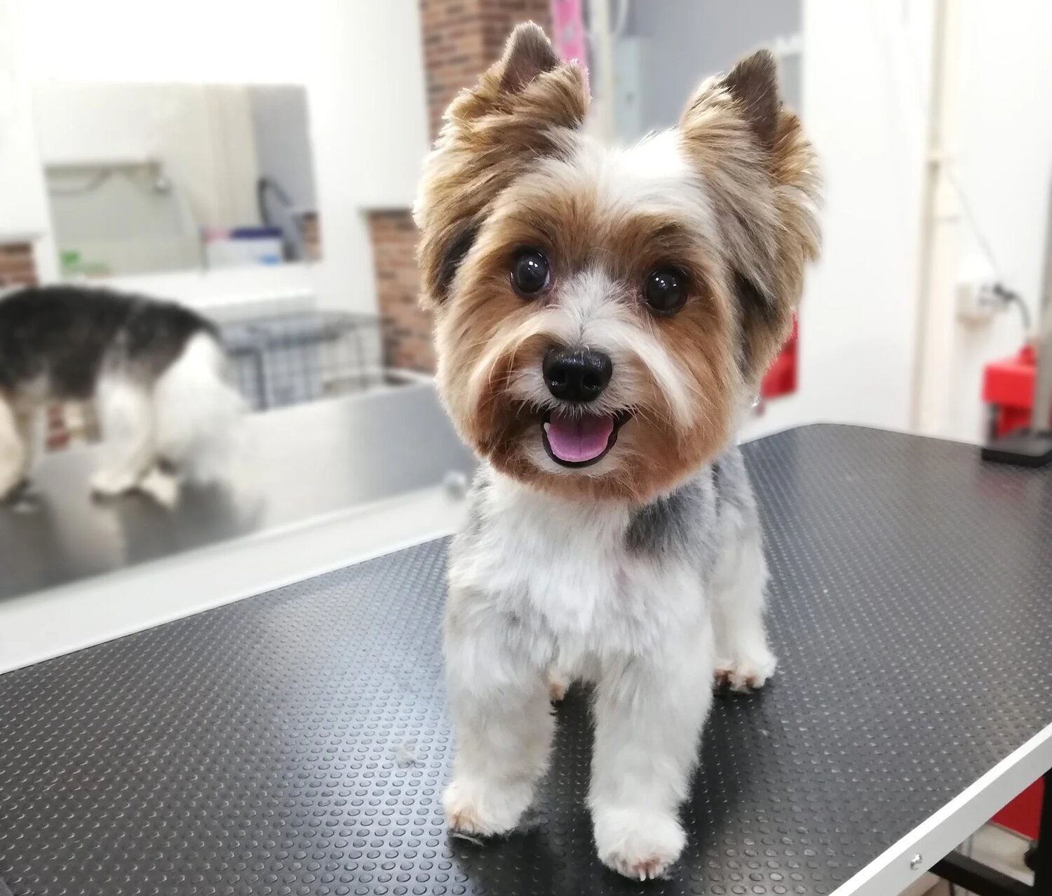 Groom ул калинина 20 фото Груминг собак в Марьино: 114 грумер с отзывами и ценами на Яндекс Услугах.